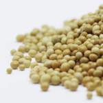 Ziarna gorczycy dla zdrowia — właściwości, korzyści i zastosowanie w diecie